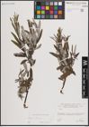 Foto von Salix eleagnos Scop.